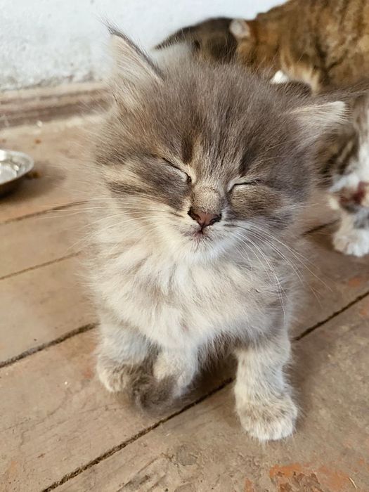 Котики в добрі руки