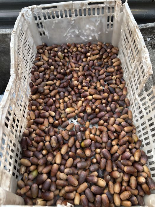 Bolotas para consumo animal ou para reflorestação.