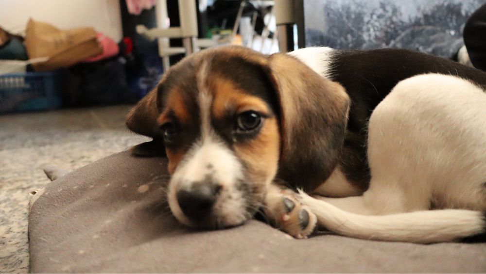 Beagle femea tricolor