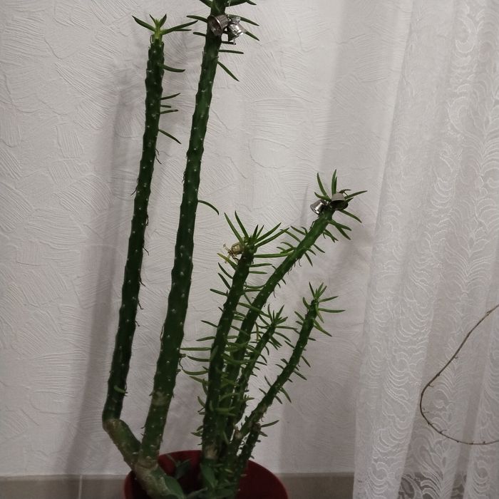 Кактуси   домашні