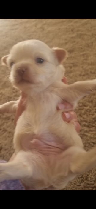 Chihuahua macho puro