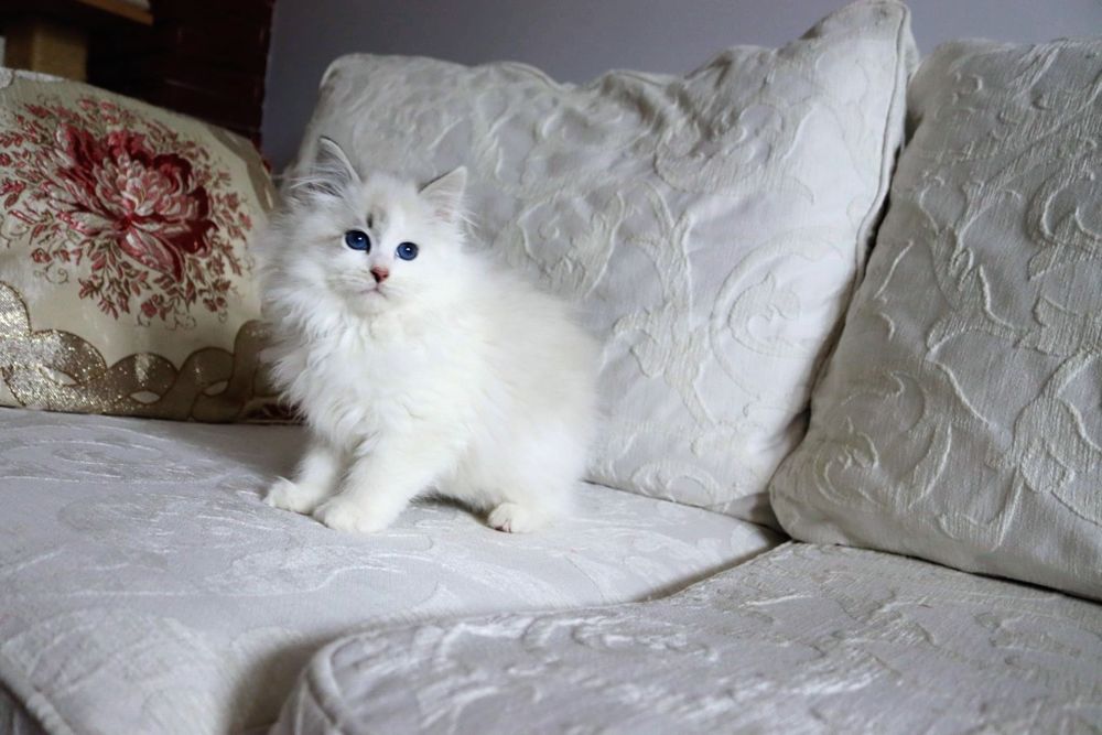 Piękny Kocurek Neva Masquerade po International Champion