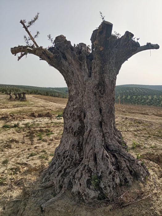Oliveiras desde 200