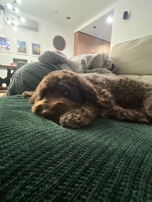 Sprzatanie domu 4 godziny dwa razy w tygodniu