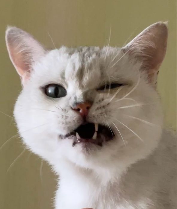 В'язка від Британця - супер-ексклюзивна пропозиція для киць.