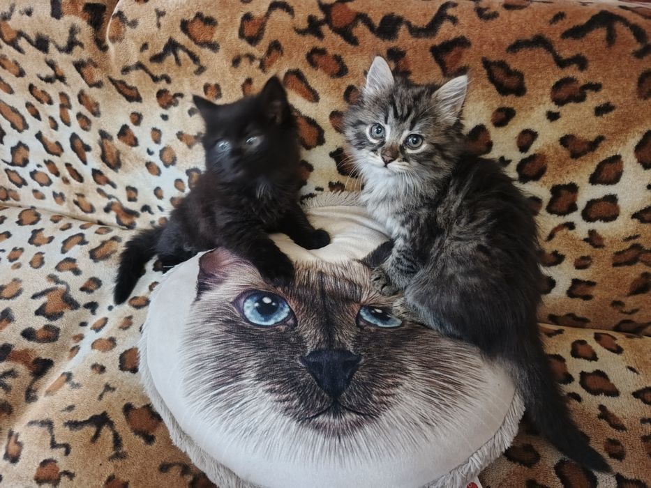 Котята бесплатно