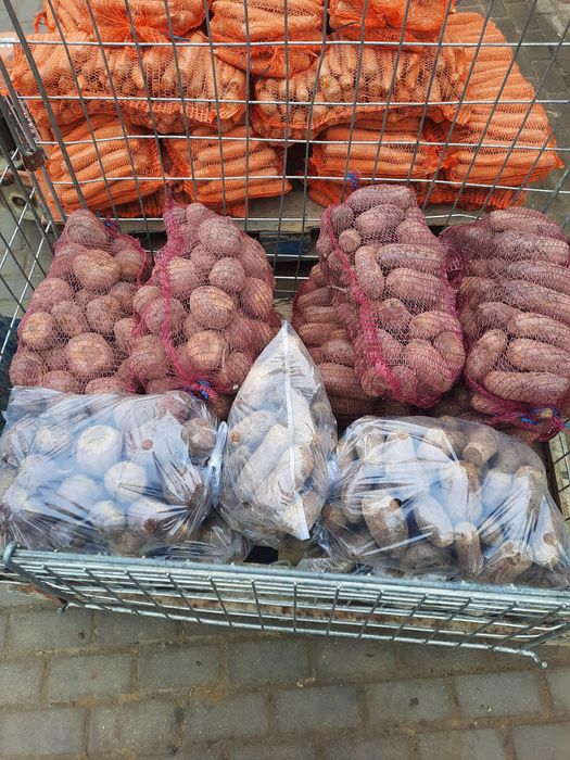 Sprzedam buraczki czerwone