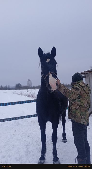 Продам спокійного коня
