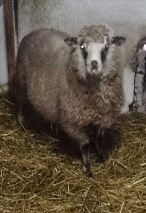 Вівці Барани, Баранина