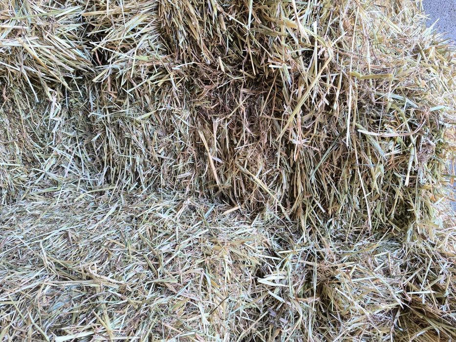 Feno 2025 excelente qualidade!