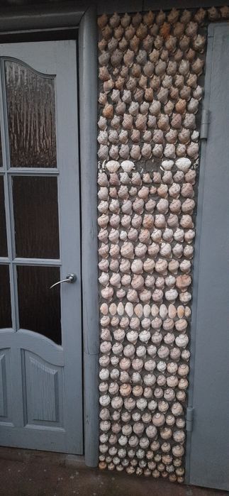 Морські камінчики та ракушки рапана