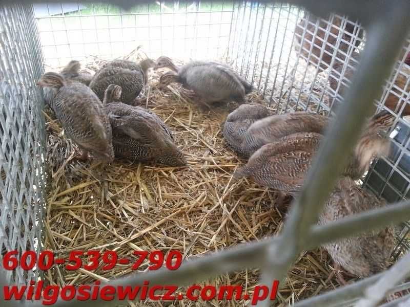 Perliczki młode do dalszego odchowu dostawa Gratis