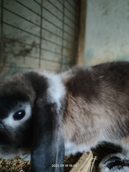 Króliki miniaturowe baranki