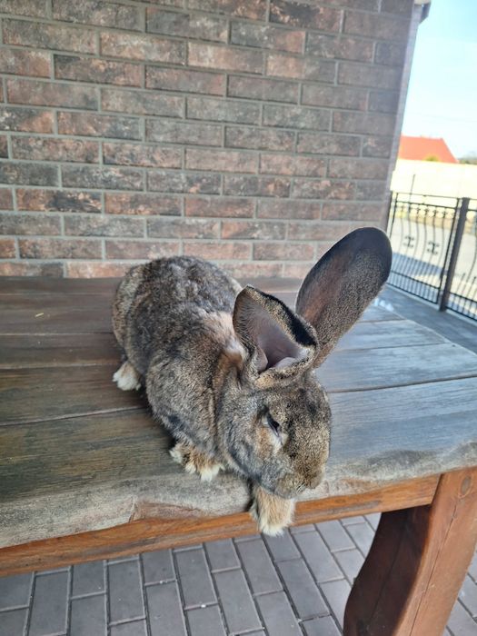 Sprzedam królika samca Olbrzym Belgijski