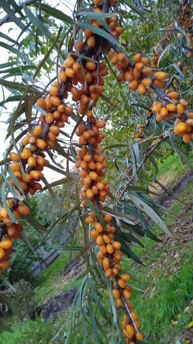 Саженцв ореха фундука,калины, и др.