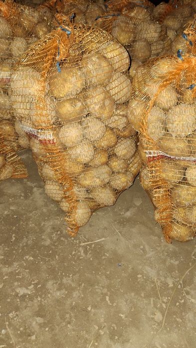 Ziemniaki Gala Vineta Riviera