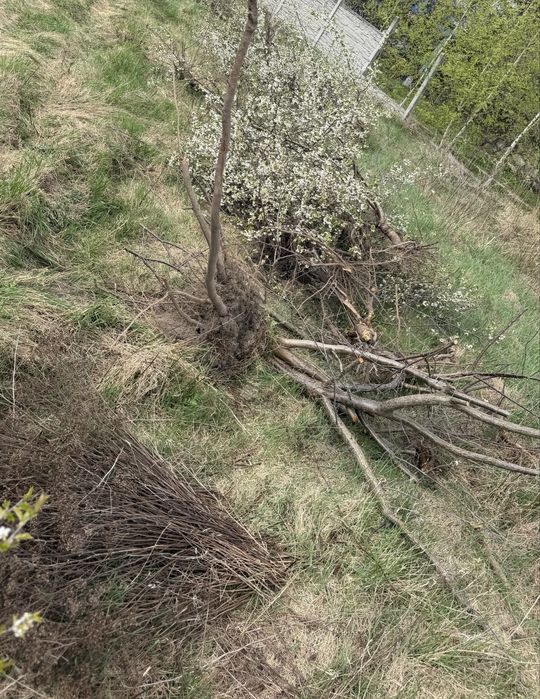 Oddam drzewa po wycince, Biała Podlaska