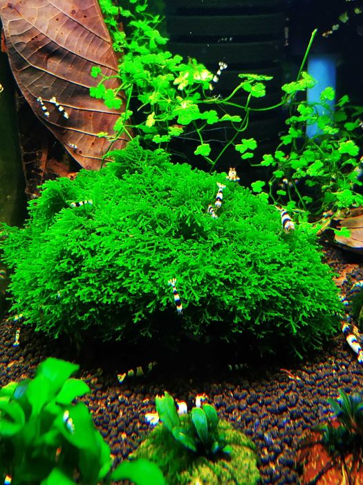 Mech Mini Pelia Riccardia Chamedryfolia Wątrobowiec