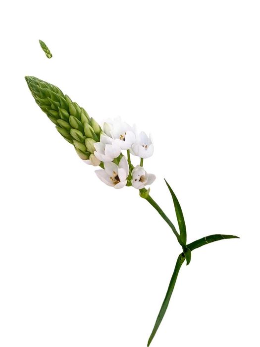 Ornithogalum (Beijinhos de Mae) lote de 5 plantas