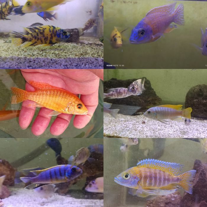 Vendo Aulonocaras  adultos