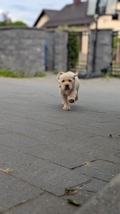 Labrador retriever suczka z rodowodem GOTOWA DO ODBIORU