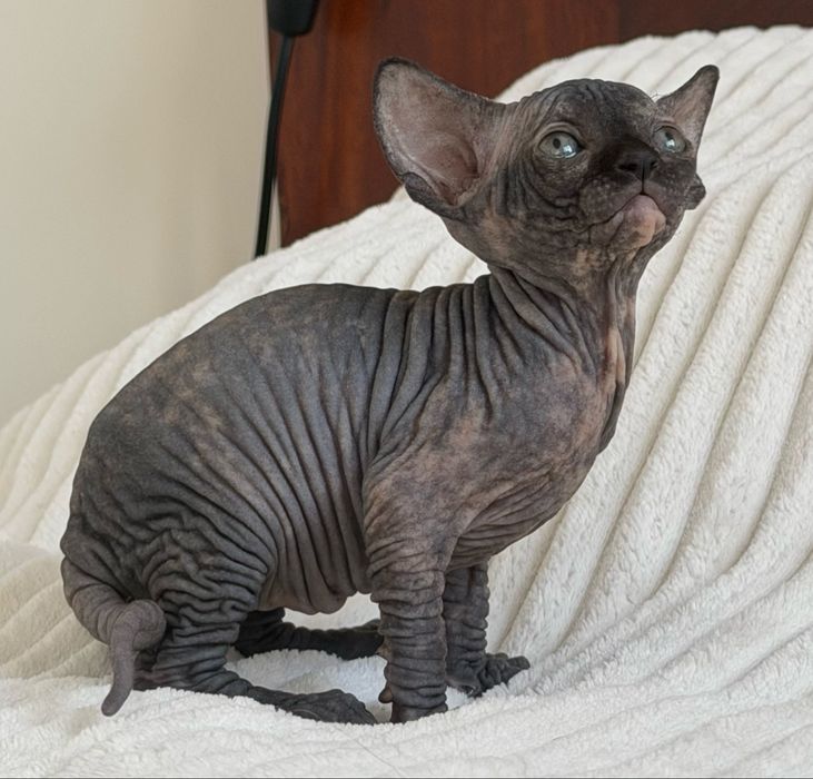 Koteczka rodowod WCF