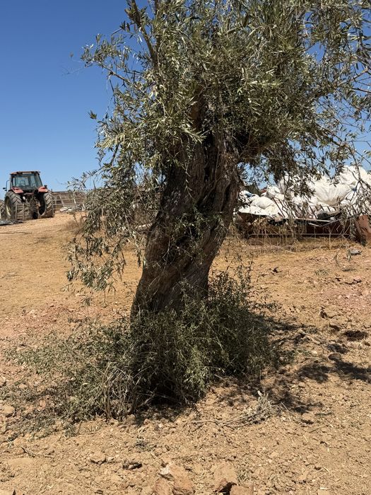 Oliveiras Milenares e Centenárias – Grande Porte