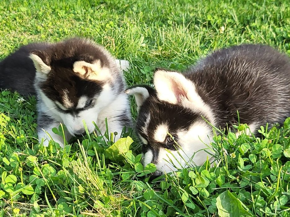 Husky Syberian szczeniak rodowód