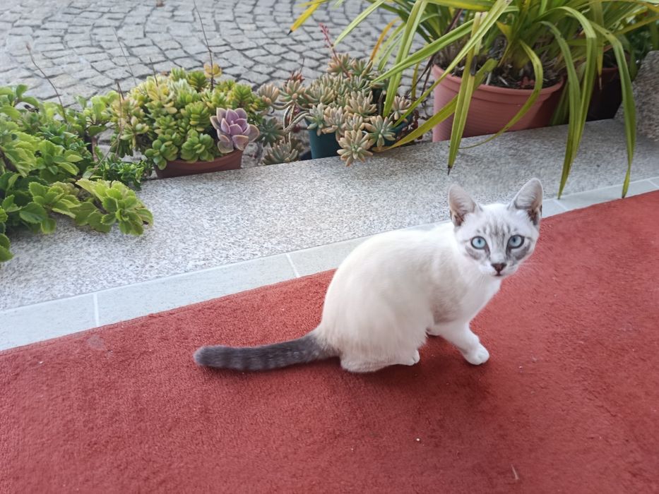 Gatas para adoção