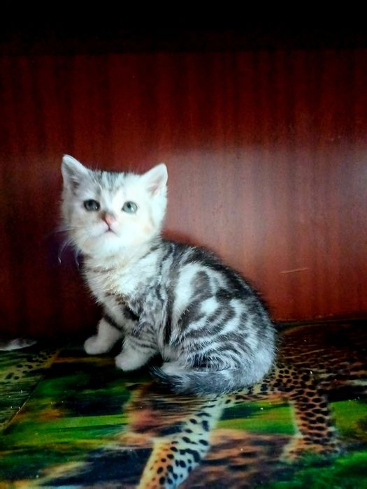 Найчарівніші шотландчики