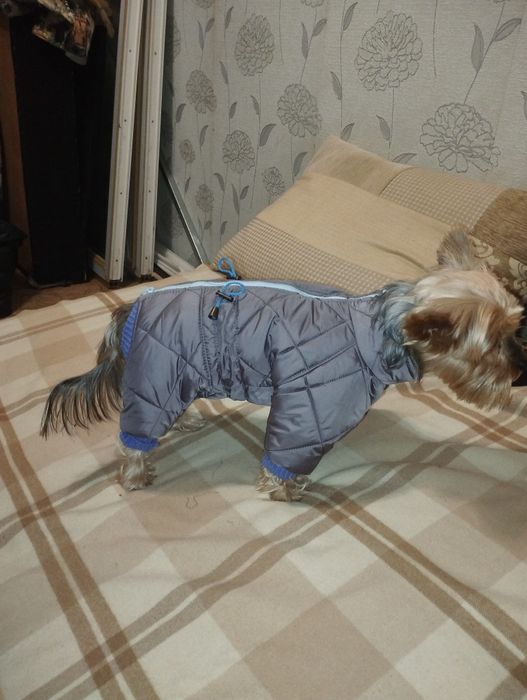 Продам одежду для мелких пород собак