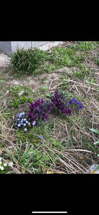 Іриси, цибулька, алліум