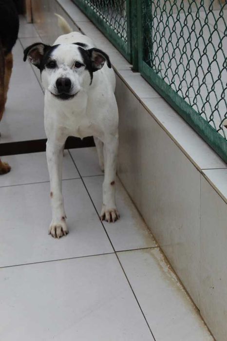 064166 Papaj do adopcji.