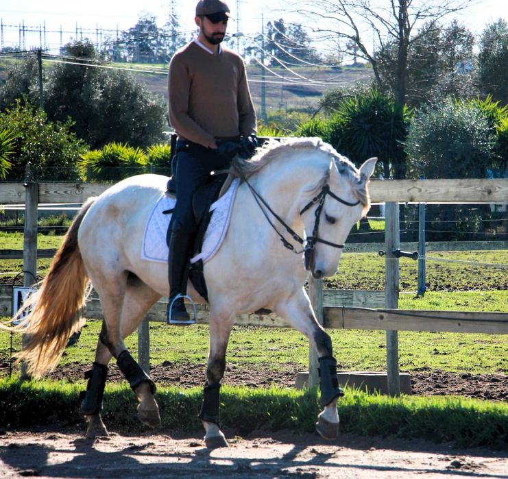 Égua lusitana com muito potencial- 5 anos