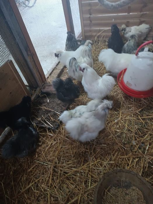 Koguty - Silki Jedwabiste, Kochiny miniatury