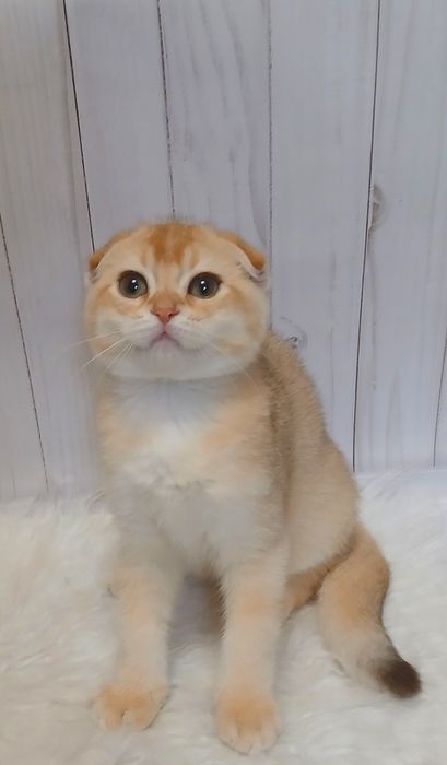 Котик  скотш фолд золота шиншила 3міс.