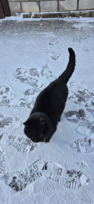 Котик молодий, лове мишей на ура