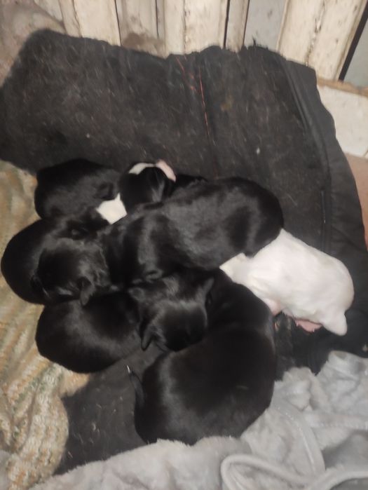 Щенки маленькой собачки