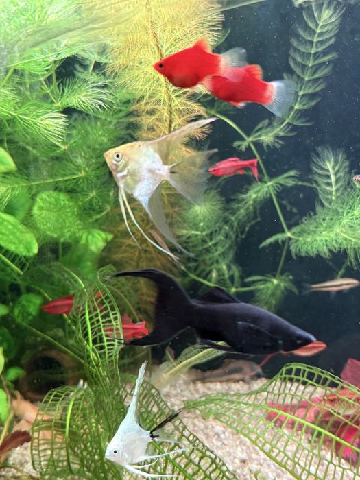 Скалярія , скалярії