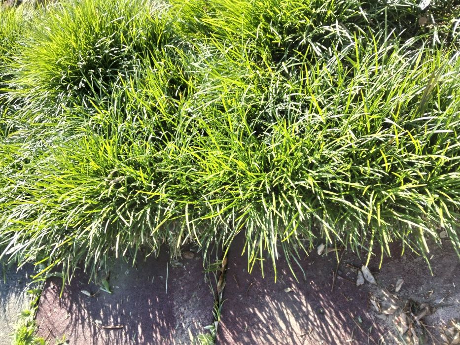 Vendo Ophiopogon japonicus