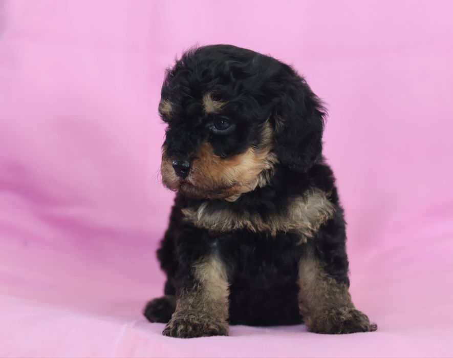 Cavapoo F2B samiec