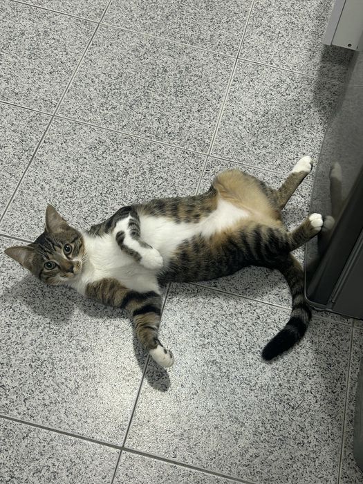 Dou gatinho de 2 aninhos