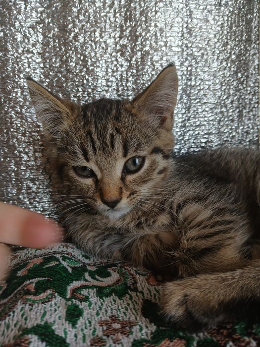 Віддам кошеня в добрі руки