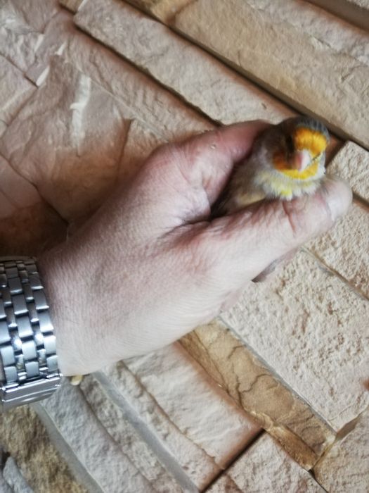 Basztard po makolagwie  na pełnym spiewie