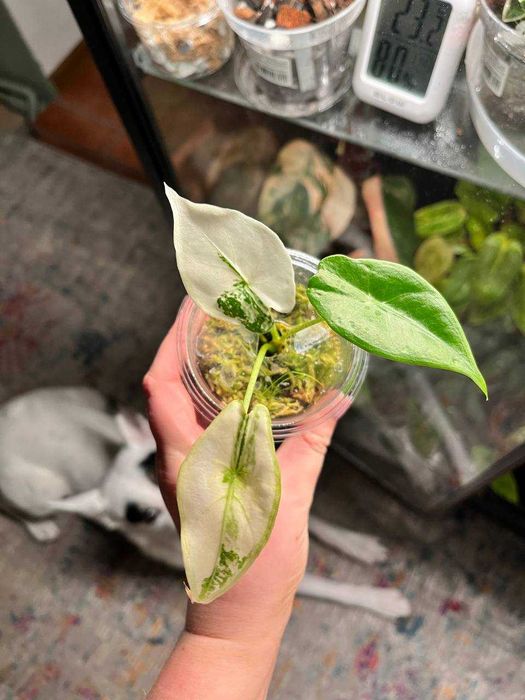 alokazja\alocasia longiloba albo