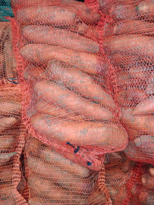 Marchew gruba z własnej uprawy