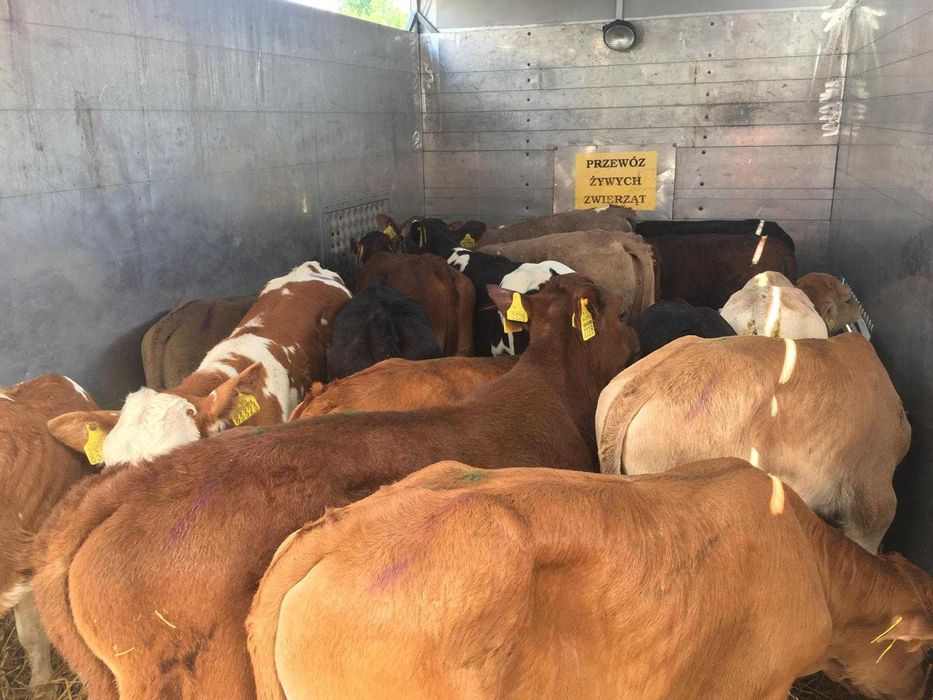 Byczki, Cieliczki, Mięsne