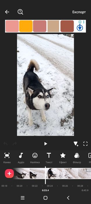 Сібірська Хаскі .