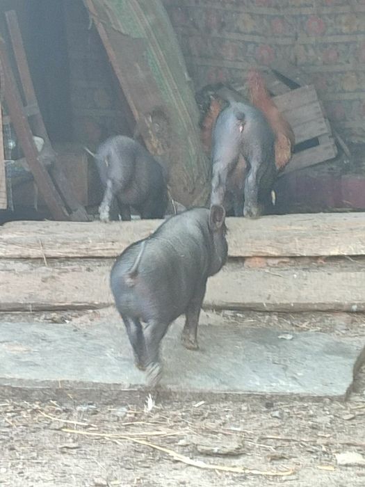 Продам вєтнамські поросята