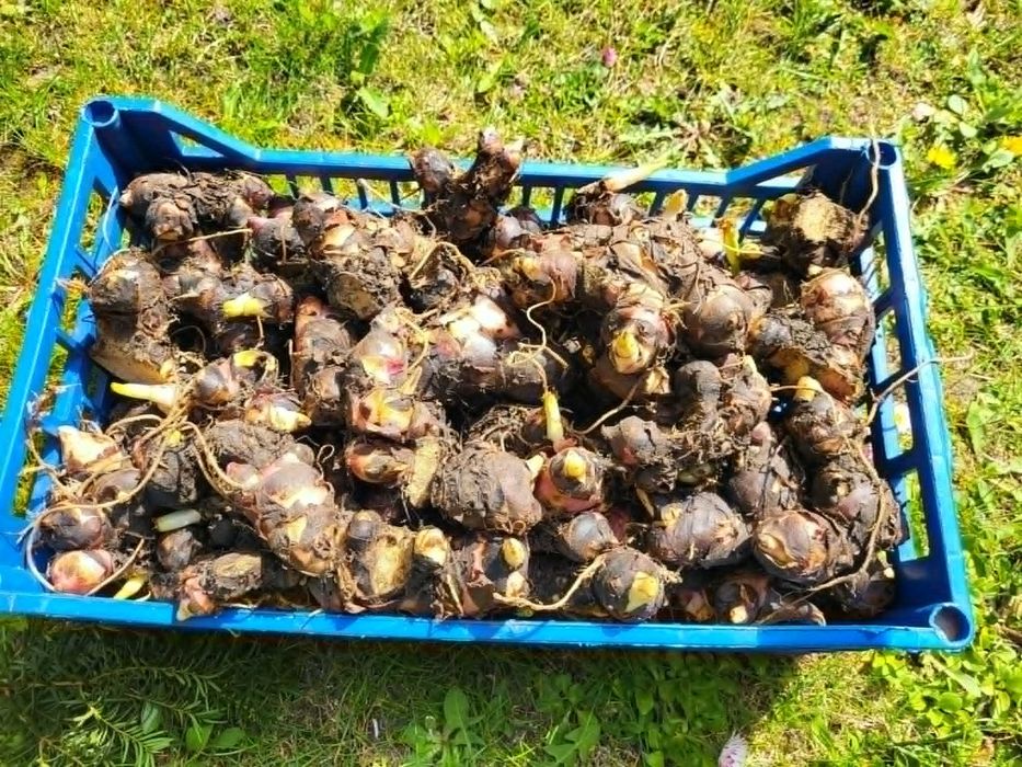 kanna (paciorecznik)